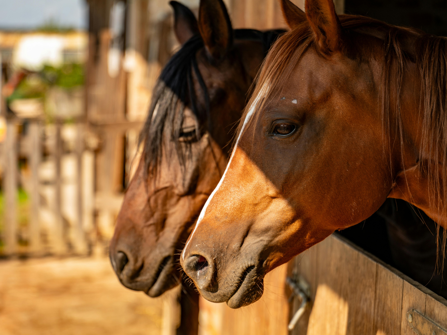 Caballos en una cuadra