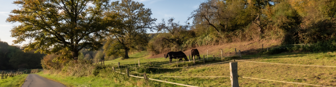 Campo con animales