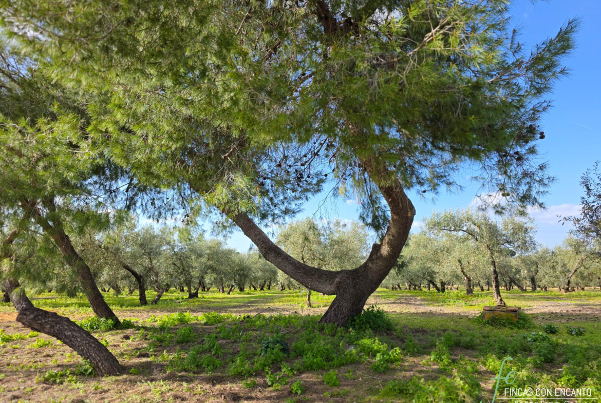 Primer plano de un árbol que encuentras en el exterior de la finca
