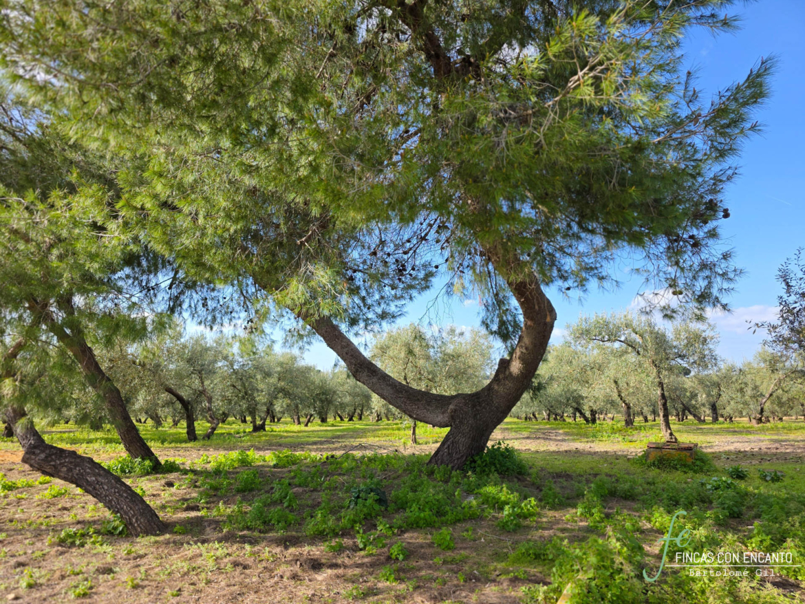 Primer plano de un árbol que encuentras en el exterior de la finca
