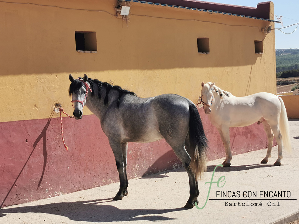 Caballos