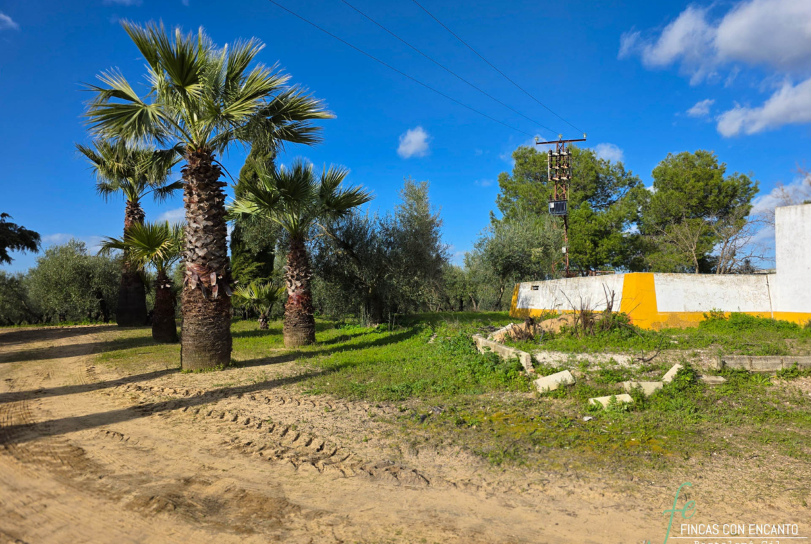 Palmeras que puedes encontrar en el exterior de la finca
