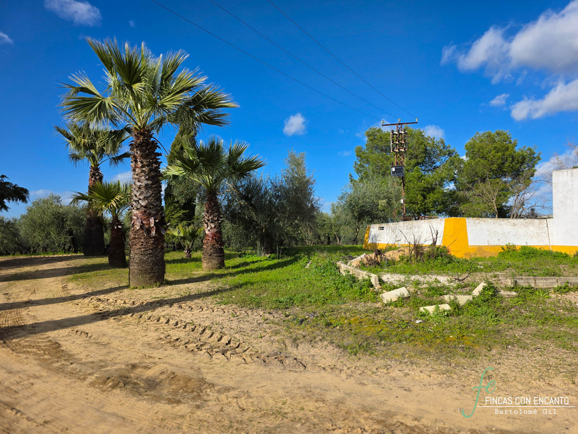 Palmeras que puedes encontrar en el exterior de la finca