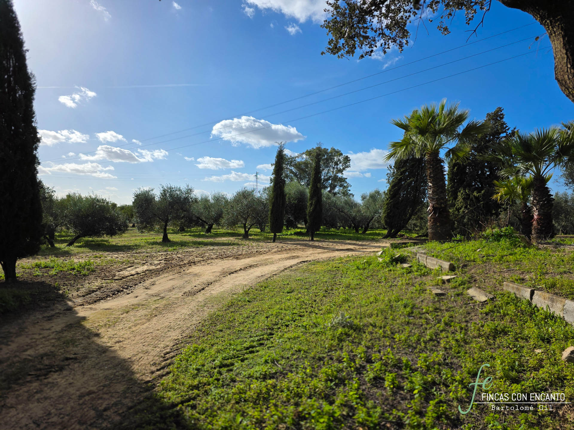Árboles del exterior de la finca