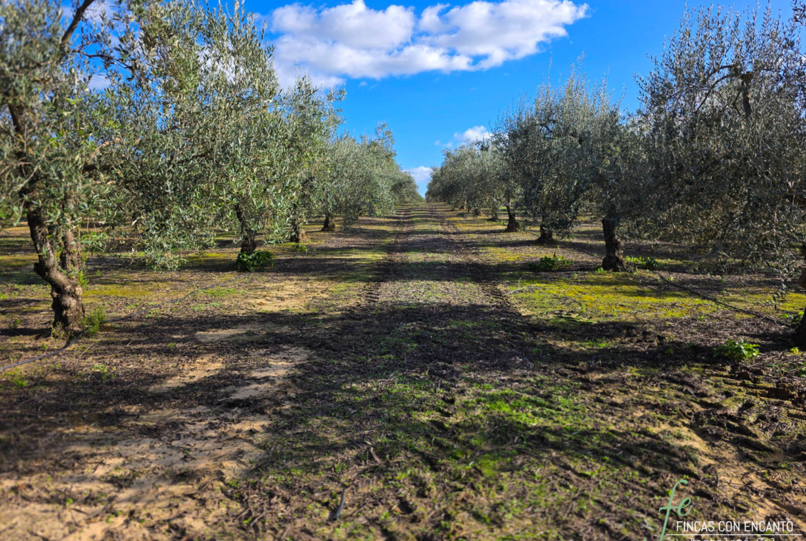 Olivos de la finca