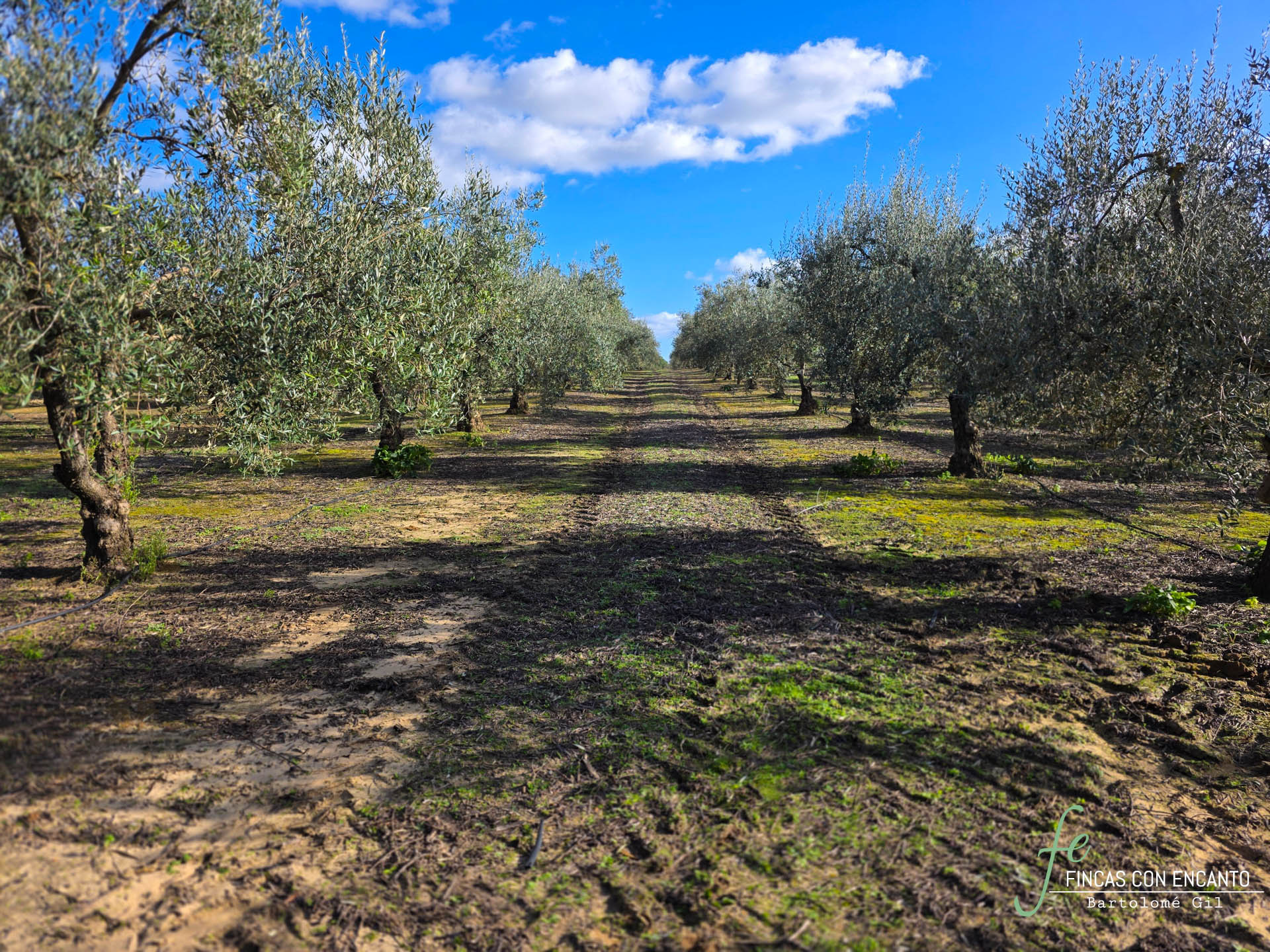 Olivos de la finca