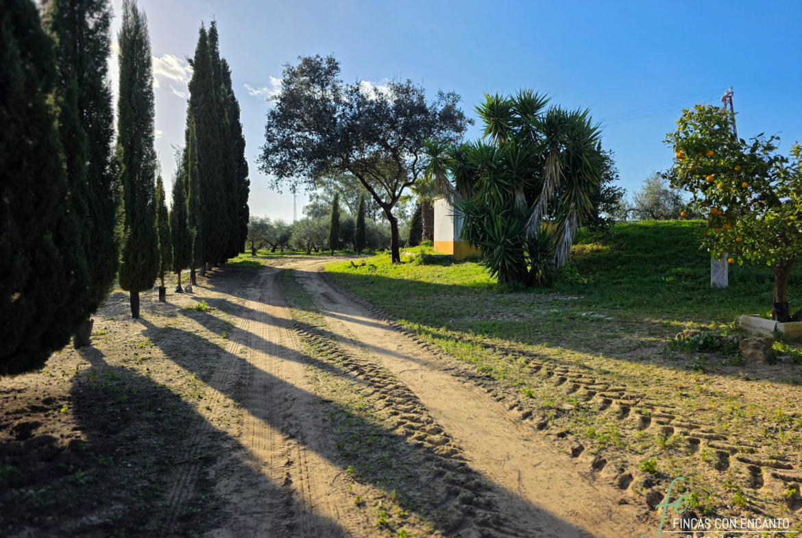 Exterior de la finca y los árboles que tiene alrededor