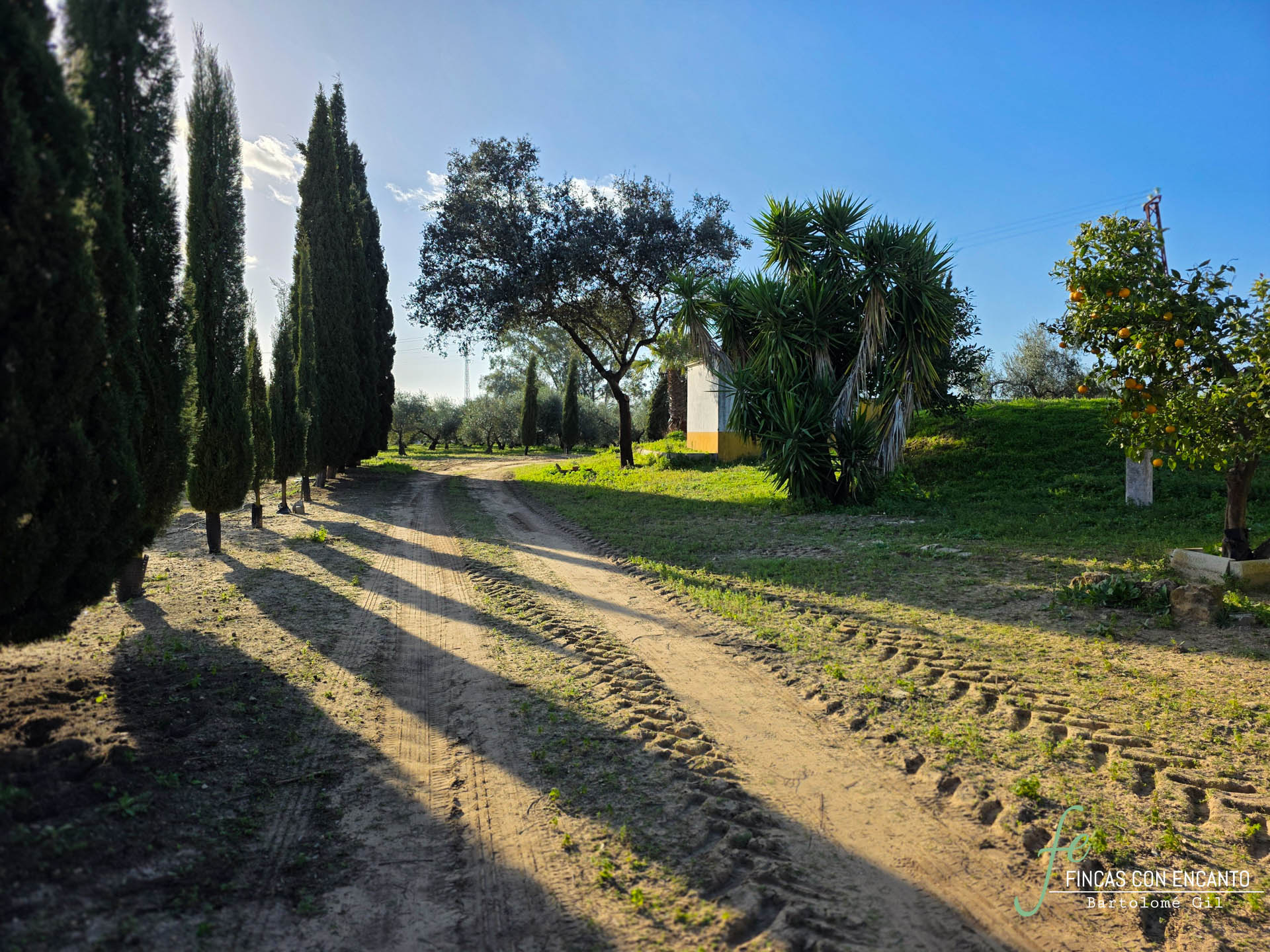 Exterior de la finca y los árboles que tiene alrededor