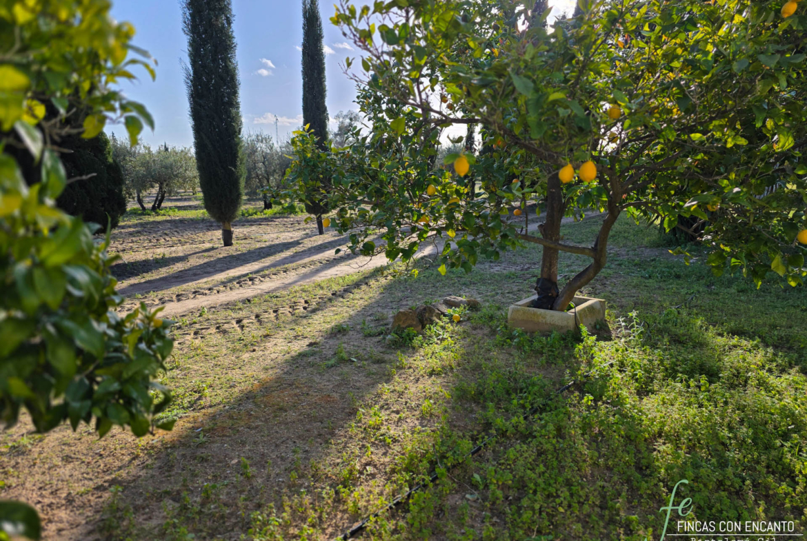 Primer plano de un limonero que puedes encontrar en la finca