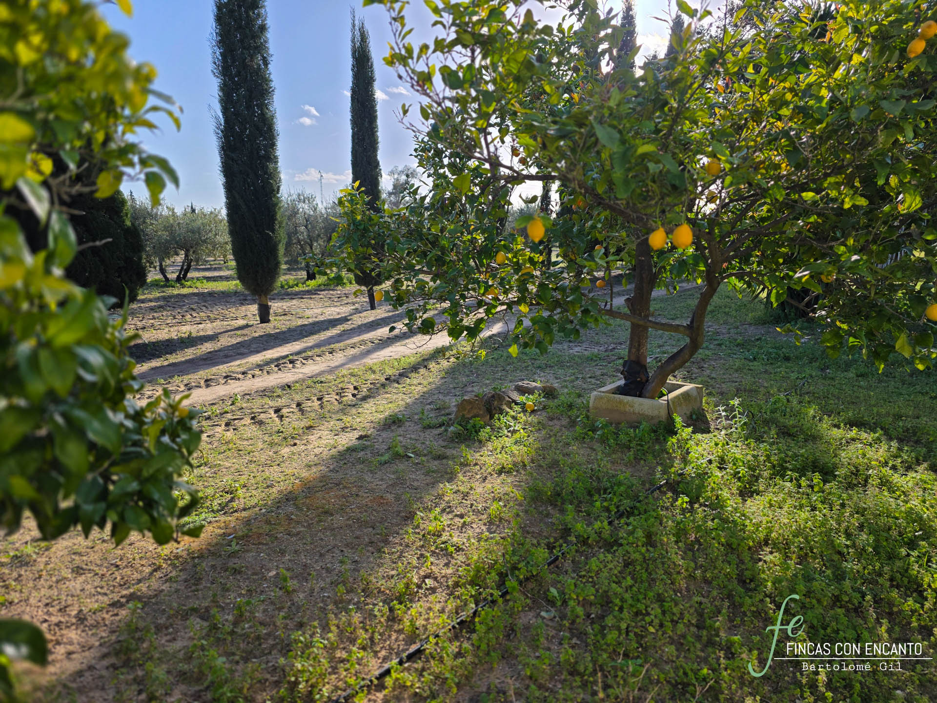 Primer plano de un limonero que puedes encontrar en la finca