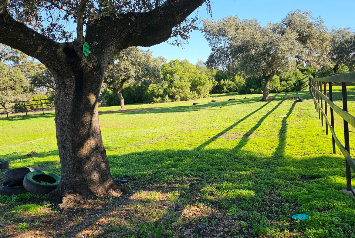 Árbol en el exterior de la finca