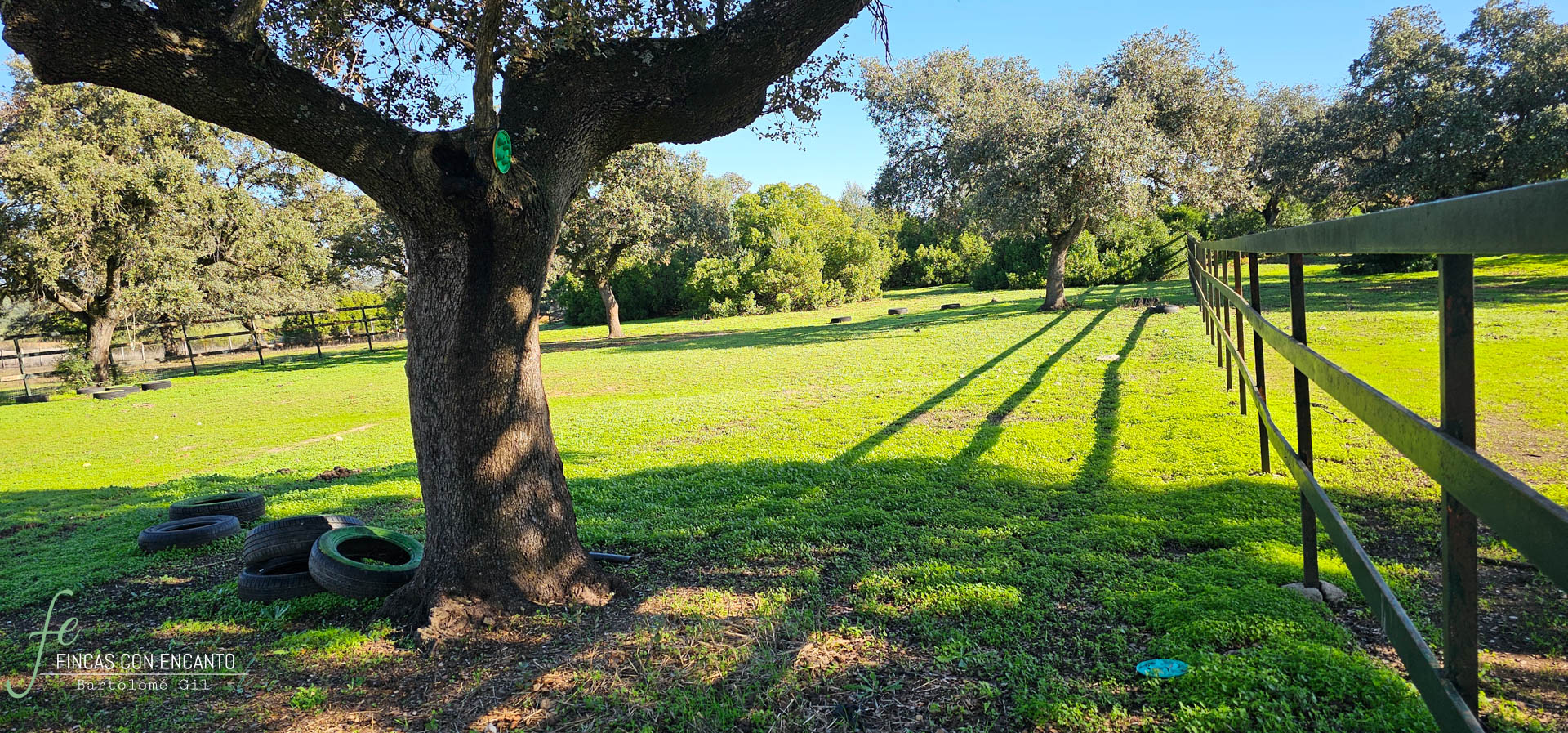 Árbol en el exterior de la finca