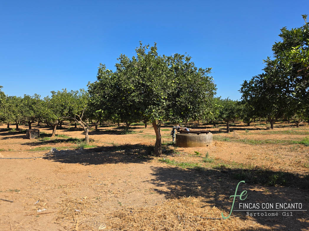 Hacienda agrícola con 30 hectáreas de regadío en Los Rosales